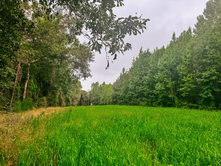 15 Acre Beautiful Wooded Property Minutes from Auburn