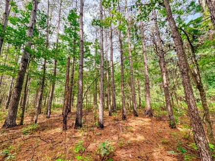 15 Acre Beautiful Wooded Property Minutes from Auburn