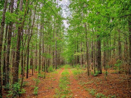 15 Acre Beautiful Wooded Property Minutes from Auburn