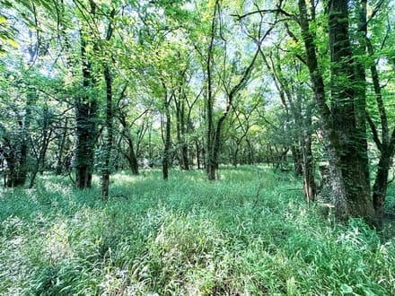 Beautiful Pike Road 7 Acre Lot on a Quiet Street