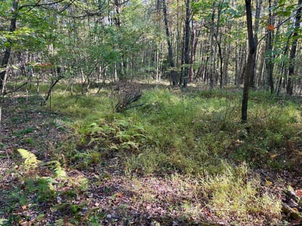 Dinner Bell Rd. (Parcel 3) 10+/- Acres