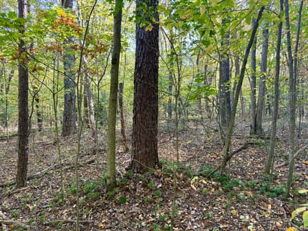 Dinner Bell Rd. (Parcel 3) 10+/- Acres