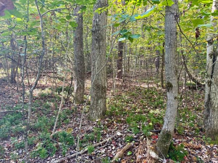 Dinner Bell Rd. (Parcel 3) 10+/- Acres