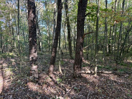 Dinner Bell Rd. (Parcel 3) 10+/- Acres