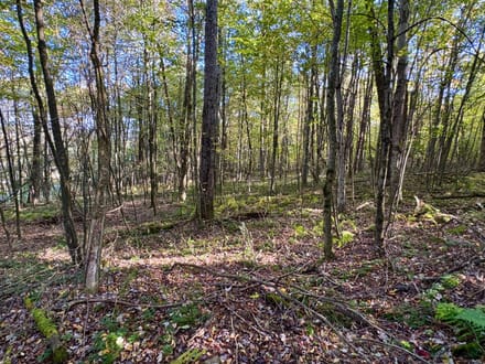 Dinner Bell Rd. (Parcel 2) 10+/- Acres