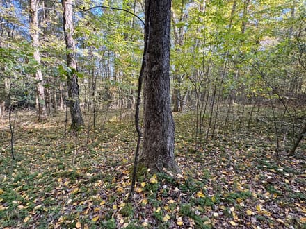 Dinner Bell Rd. (Parcel 2) 10+/- Acres