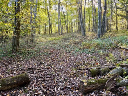 Dinner Bell Rd. (Parcel 1) 10+/- Acres