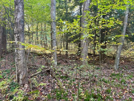 Dinner Bell Rd. (Parcel 1) 10+/- Acres