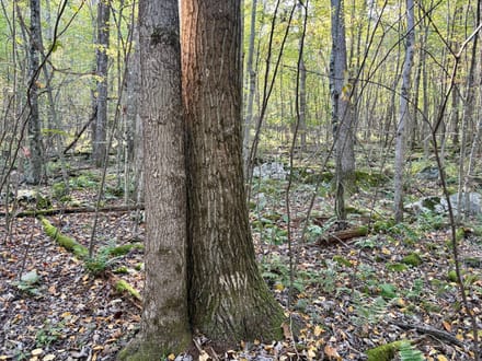 Dinner Bell Rd. (Parcel 1) 10+/- Acres