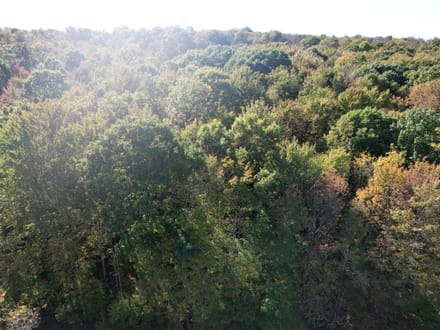 Dinner Bell Rd. (Parcel 1) 10+/- Acres