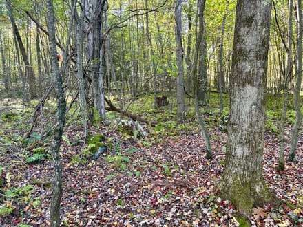 Dinner Bell Rd. (Parcel 1) 10+/- Acres