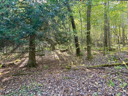 Dinner Bell Rd. (Parcel 1) 10+/- Acres