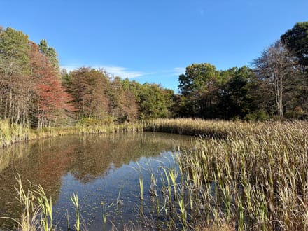 Dinner Bell Rd. (Parcel 5) 11+/- Acres