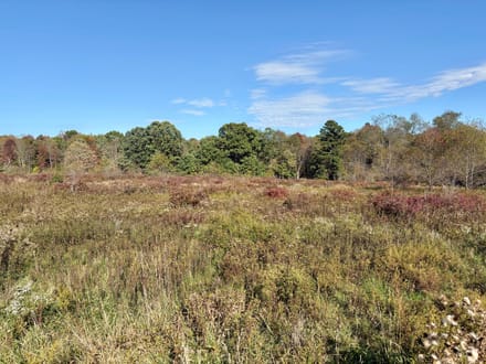 Dinner Bell Rd. (Parcel 5) 11+/- Acres