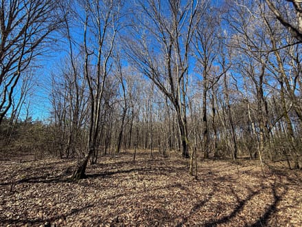 The Bruce Honey Hole 21.5 Acres 