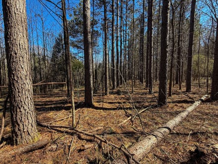 The Bruce Honey Hole 21.5 Acres 