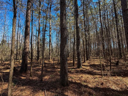 The Bruce Honey Hole 21.5 Acres 