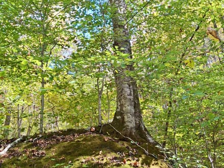 9.53+/- Acres on East Sunset Road In Macon County!