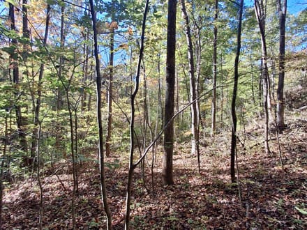 9.53+/- Acres on East Sunset Road In Macon County!