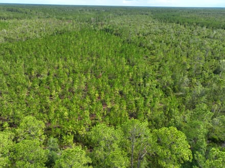 114+/- Acres Land for Sale in Clinch County, GA