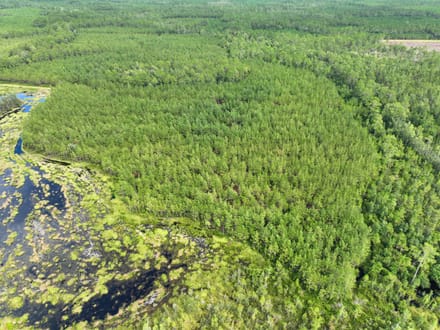 114+/- Acres Land for Sale in Clinch County, GA