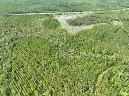 114+/- Acres Land for Sale in Clinch County, GA