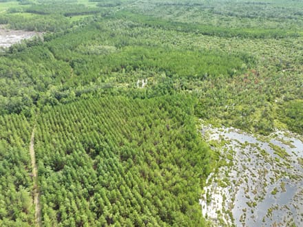 114+/- Acres Land for Sale in Clinch County, GA