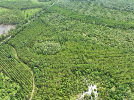 114+/- Acres Land for Sale in Clinch County, GA