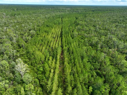 100+/- Ac Recreational Tract in Clinch County