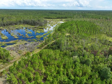 100+/- Ac Recreational Tract in Clinch County