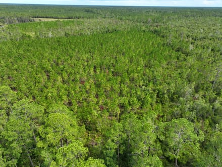 100+/- Ac Recreational Tract in Clinch County