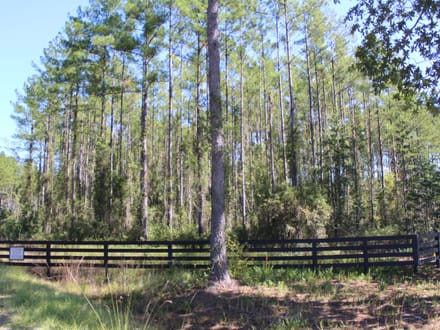 22.77 Acres For Sale In CamdenCounty