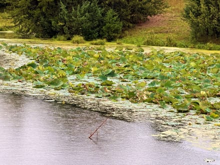 15 Acres+/- Secluded Recreational Retreat with Spring-Fed Pond 