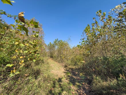 Absolute Auction! - Gallia County