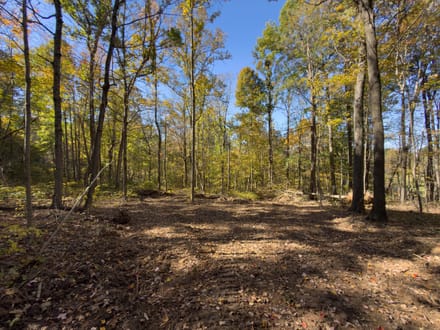 Dalzell Rd - 68 Acres