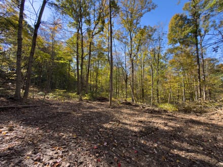Dalzell Rd - 68 Acres