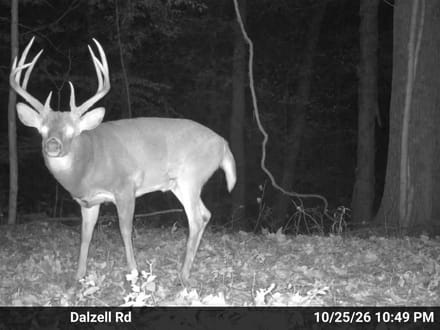Dalzell Rd - 68 Acres