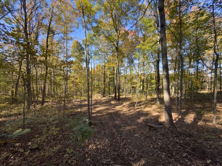 Dalzell Rd - 68 Acres