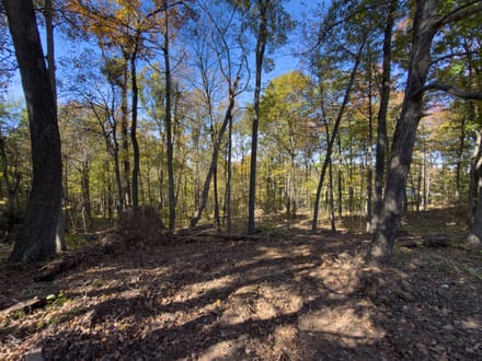 Dalzell Rd - 68 Acres