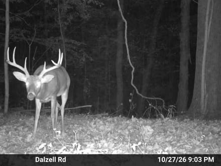 Dalzell Rd - 40 Acres