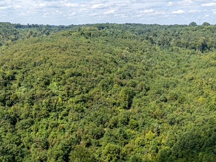 Absolute Auction! - Gallia County