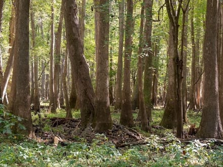 588.38± acres of Farmland, Timberland, & Recreational Land For Sale in Halifax County NC!