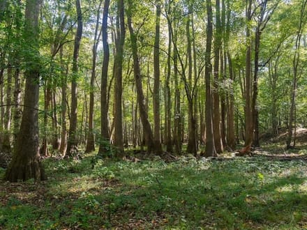 588.38± acres of Farmland, Timberland, & Recreational Land For Sale in Halifax County NC!