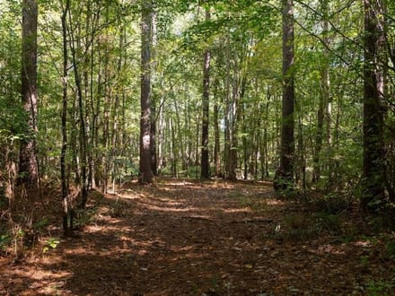 588.38± acres of Farmland, Timberland, & Recreational Land For Sale in Halifax County NC!