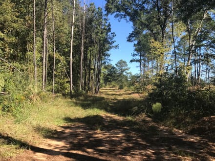 153 Acre Hunting Tract in Wayne County, Mississippi