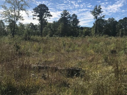 153 Acre Hunting Tract in Wayne County, Mississippi