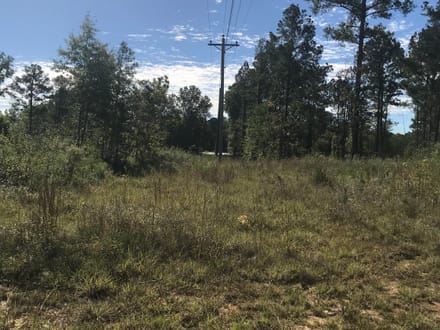 153 Acre Hunting Tract in Wayne County, Mississippi