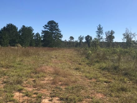 153 Acre Hunting Tract in Wayne County, Mississippi