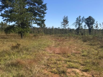 153 Acre Hunting Tract in Wayne County, Mississippi
