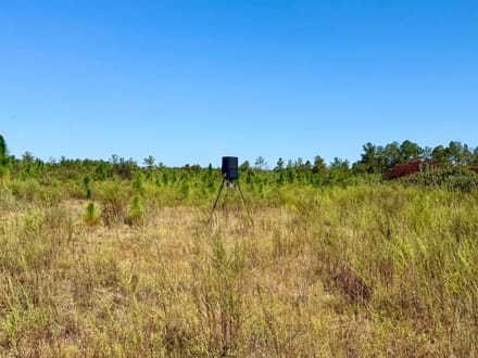 The Longleaf 42